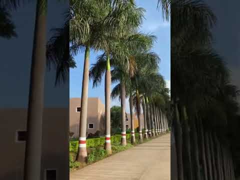 #tolanimaritimeinstitute #merchantnavy