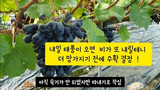 블랙사파이어 결국 조기수확 ㅠㅠ