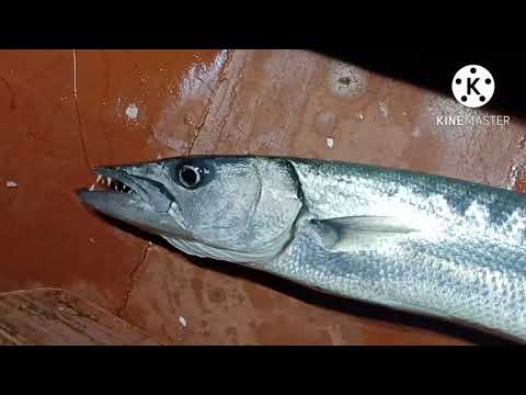 EPISODE 9 buhay mandaragat