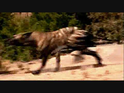 Smilodon Deviantart