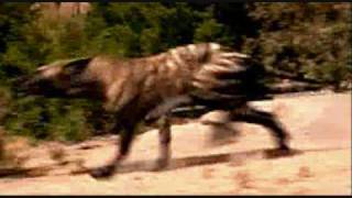 A Hyaenodon Tribute