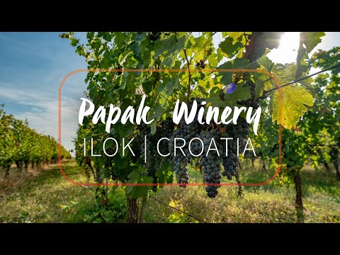 Vinícola Papak | Ilok | Croácia Continental