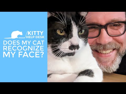 Does My Cat Recognize My Face?