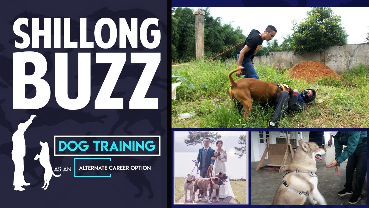Dog Training Session
