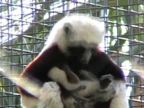 Coquerel's Sifaka newborn