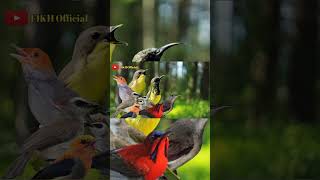 Download lagu Suara Pikat Burung Kolibri Ribut Paling Ampuh #birds #suarapikatampuh #pikat #pikatburungliar mp3 Download lagu Suara Pikat Burung Kolibri Ribut Paling Ampuh #birds #suarapikatampuh #pikat #pikatburungliar mp3