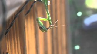 preview picture of video 'Chinese mantis eating a stinkbug'