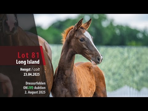 Dressurfohlen ONLIVE-Auktion Lot 81 Long Island Hengst v. Las Vegas (NLD) - De L'Or