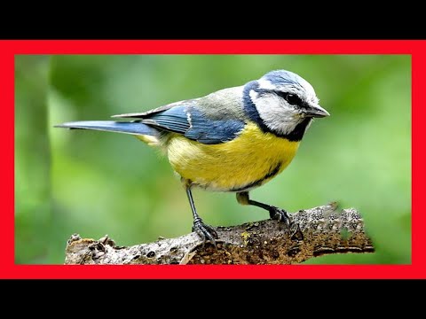 Sýkorka belasá / modrá — jarný spev