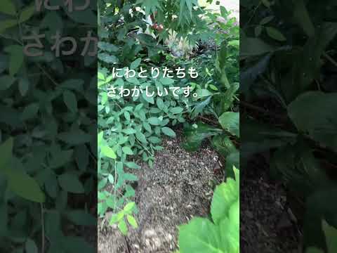 鶏は雪の中に行けるのか？彼らはそれを恐れているのでしょうか？最初に考慮すべき5つのこと!  庭園