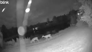 Six Deer 2025 08 31
