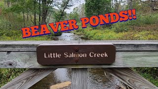 Allegheny National Forest: The Backcountry Campsites: Episode 1 'Little salmon creek'