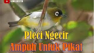 Download lagu SUARA PLECI NGECIR AMPUH UNTUK PANCINGAN mp3