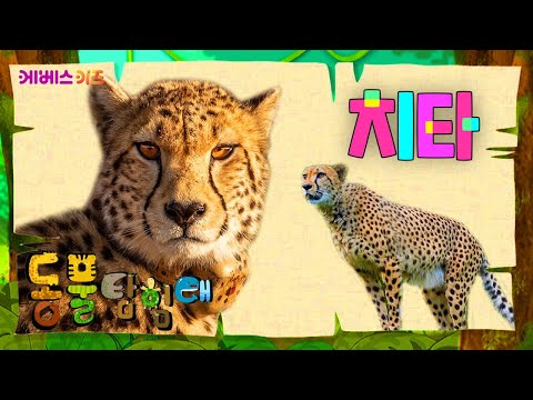 멋진 사냥꾼! 얼룩무늬 표범과 치타ㅣ표범, 치타ㅣ파니파니 동물 탐험대ㅣKBS 방송