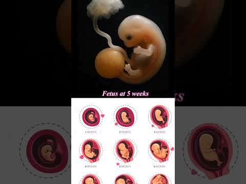 baby of 5 weeks #viralshortfeed #pregnant #pregnancy #baby