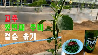 고추 정식 후 첫번째 추비 방법 및 곁순 솎기 작업