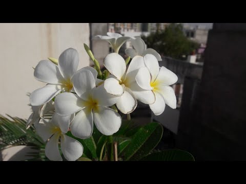 Summer Care of Champa/Plumeria Plant/ How to Care Champa in Summer to Get Maximum Flowers