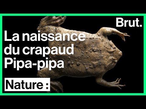 Le crapaud du Suriname porte ses œufs sur son dos (trypophobes, s'abstenir)