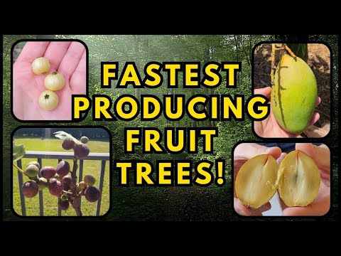 Top 7 Fastest Producing Fruit Trees (tropical)