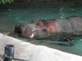 Hippo At The Detroit Zoo July 2009