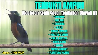 Download lagu MASTERAN KONIN MATERI MEWAH BIKIN LANGSUNG RESPON DENGAR SUARA KOLIBRI NINJA GACOR INI mp3