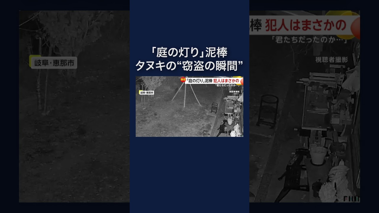 庭に設置した照明が連続して盗まれる　岐阜・恵那市で住人がタヌキの“窃盗の瞬間” #shorts