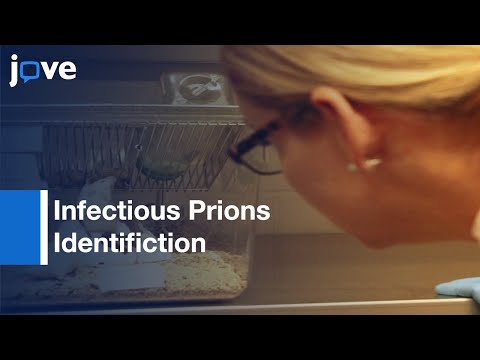 Infectious Prions Identifiction in the Digestive System | Protocol Preview