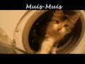 Funny Animals 2012 Where Are U Kitty My Cat In The Washing Machine 2012 Crazy Funny Cats Hiding