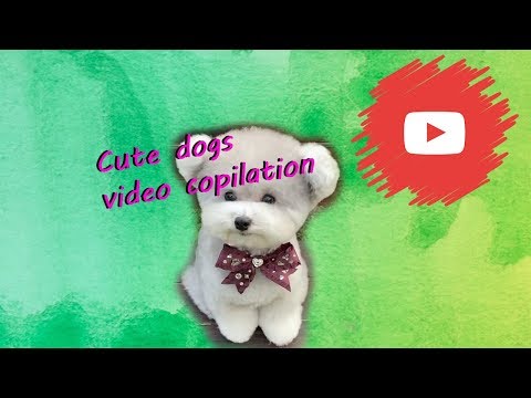 Cutest dogs on earth Videos Compilation 2019 The best and cutiest dogs videos ever :)