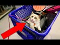 BUYING CAT ANYTHING IT TOUCHES