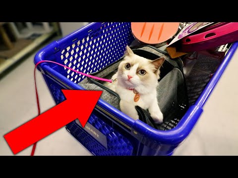 BUYING CAT ANYTHING IT TOUCHES!