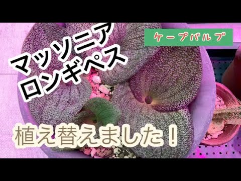 園芸 ケープスイカズラ