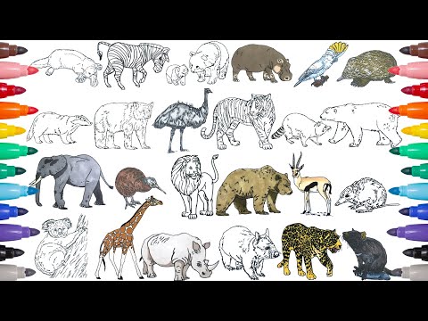 Coloring 24 Wild Animals from the world