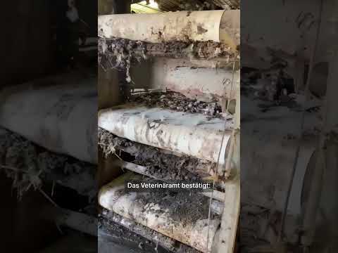 2025 in Germany: Illegal cage farming uncovered! 😮