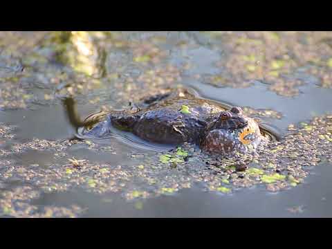 European Fire-bellied toad | Europäische Rotbauchunke (Bombina bombina) calling near Görlitz