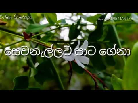 Sewanallata pata gena Guitar Cover with lyrics-Dasun Madushan(covered by Oshan Sandeepa)