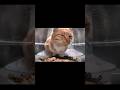 Orange Cat Behavior Shortvideo Animals Orangecat Shorts Cute