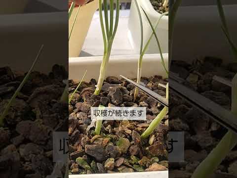 plante d’ornement –feuillage-argenté-athyrium-fougère-feuillage-vert-argenté