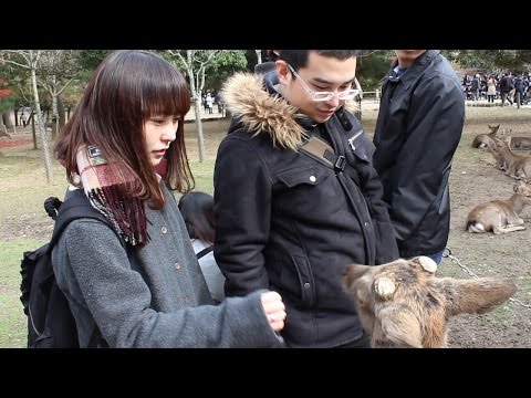 経営学科 Studying Deer at Nara Park 2016 　奈良公園の鹿について学んだ