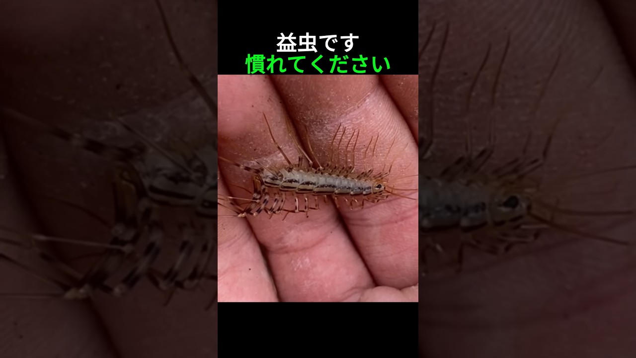 ゲジゲジの意外な事実