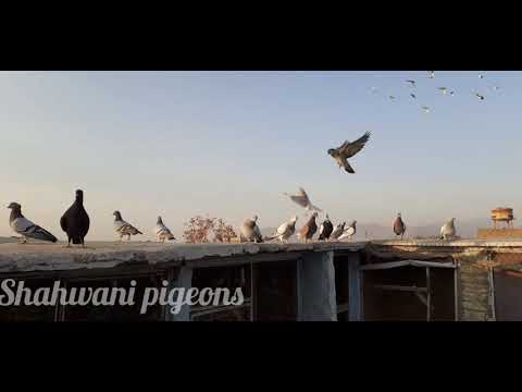 Quetta fighter pigones  22/10/2019