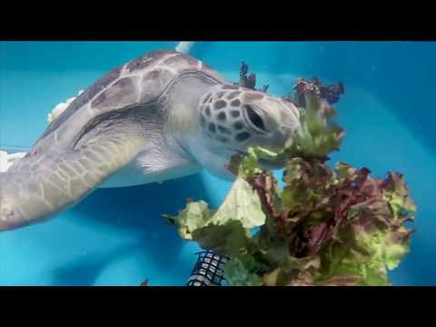 Sea Turtle Rescue