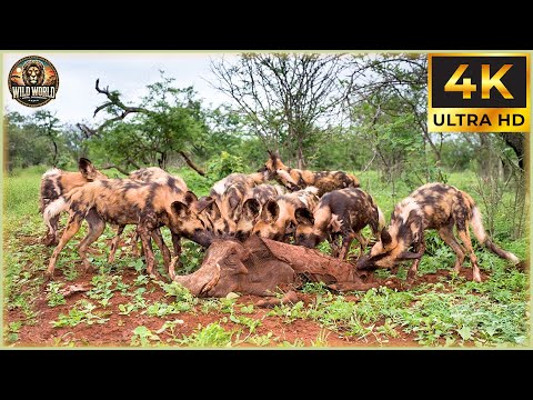 THE AFRICAN WILD DOG: Nature’s Most Ruthless Pack Hunter Unleashed! | Animal Documentary