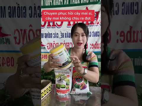 Phục hồi cây mai si,0397142252 hoặc 0947873959