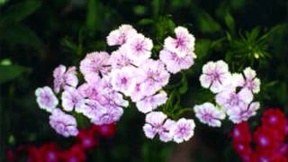 Doing Something Right Roy Drusky