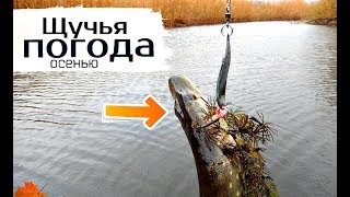 Ссылка