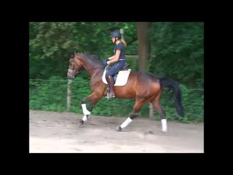 CHILLY 5j. v. Count Grannus - Carry Gold - VB 7.000,- Euro-