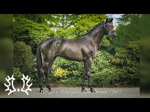 Kat. - Nr. 27 - Trakehner Hengstmarkt 2019 - Hengst v. Perpignan Noir - Sixtus  *2017