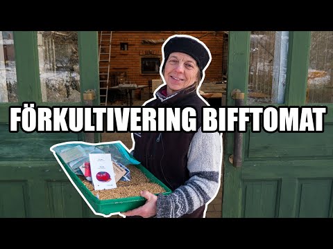 Förkultivering bifftomat - Kosters Trädgårdar