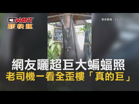 蝙蝠屬於哪一類